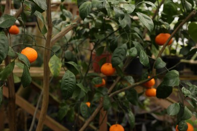 Tangerine tree with ripe fruits in greenhouse