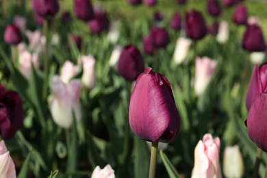 Photo of Beautiful blooming tulips outdoors on sunny day