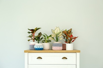 Photo of Different houseplants on chest of drawers near light wall