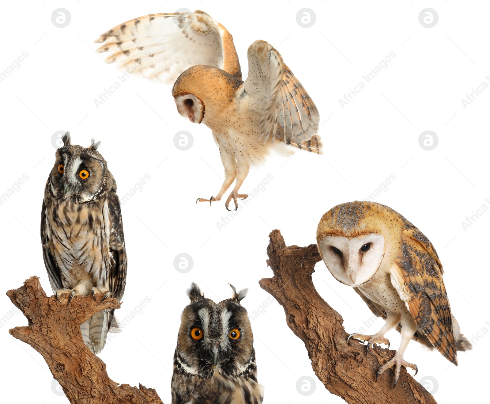 Image of Collage with photos of beautiful eagle and barn owls on white background