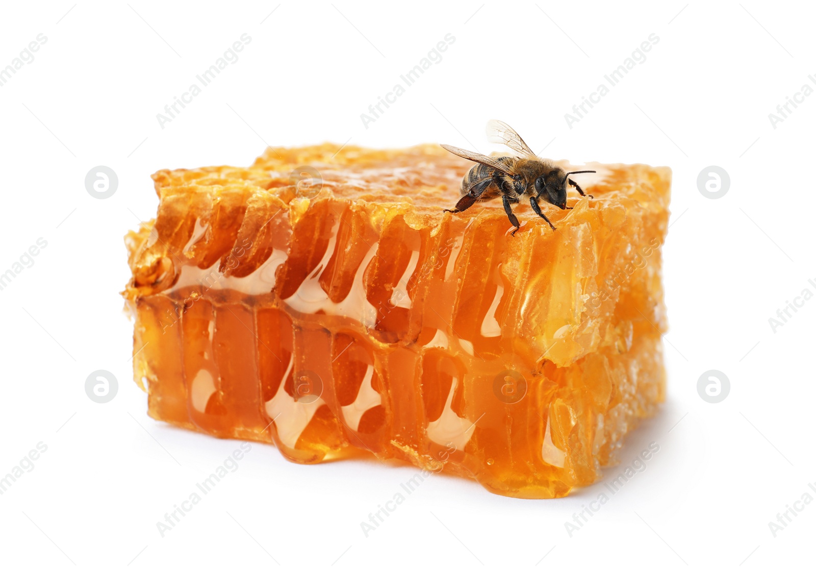 Photo of Honeycomb and bee on white background. Domesticated insect