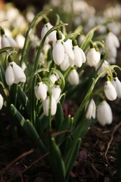 Photo of Fresh blooming snowdrops growing in soil. Spring flowers