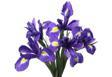 Photo of Beautiful violet iris flowers with water drops isolated on white