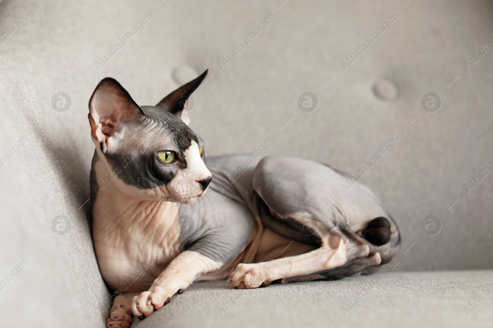 Photo of Sphynx cat resting on sofa at home