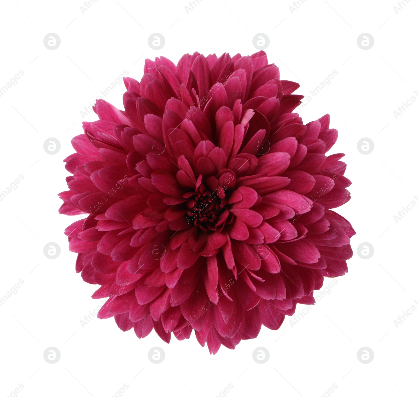 Photo of Beautiful blooming chrysanthemum flower isolated on white