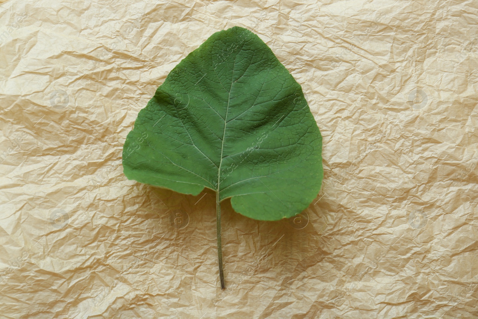 Photo of Fresh green burdock leaf on parchment, top view