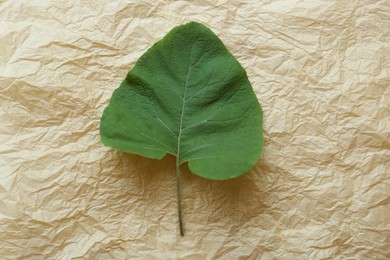 Photo of Fresh green burdock leaf on parchment, top view