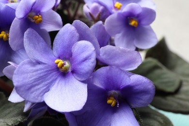 Photo of Beautiful violet flowers on light grey background, closeup. Plant for house decor