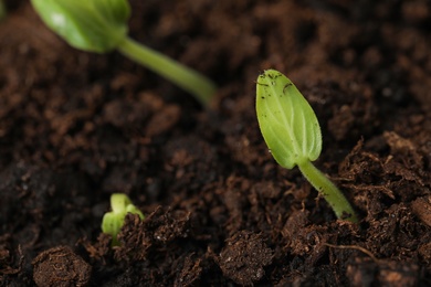 Photo of Little green seedlings growing in soil, closeup