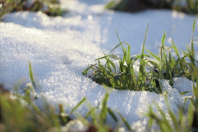 Beautiful green grass growing through snow. First spring plant