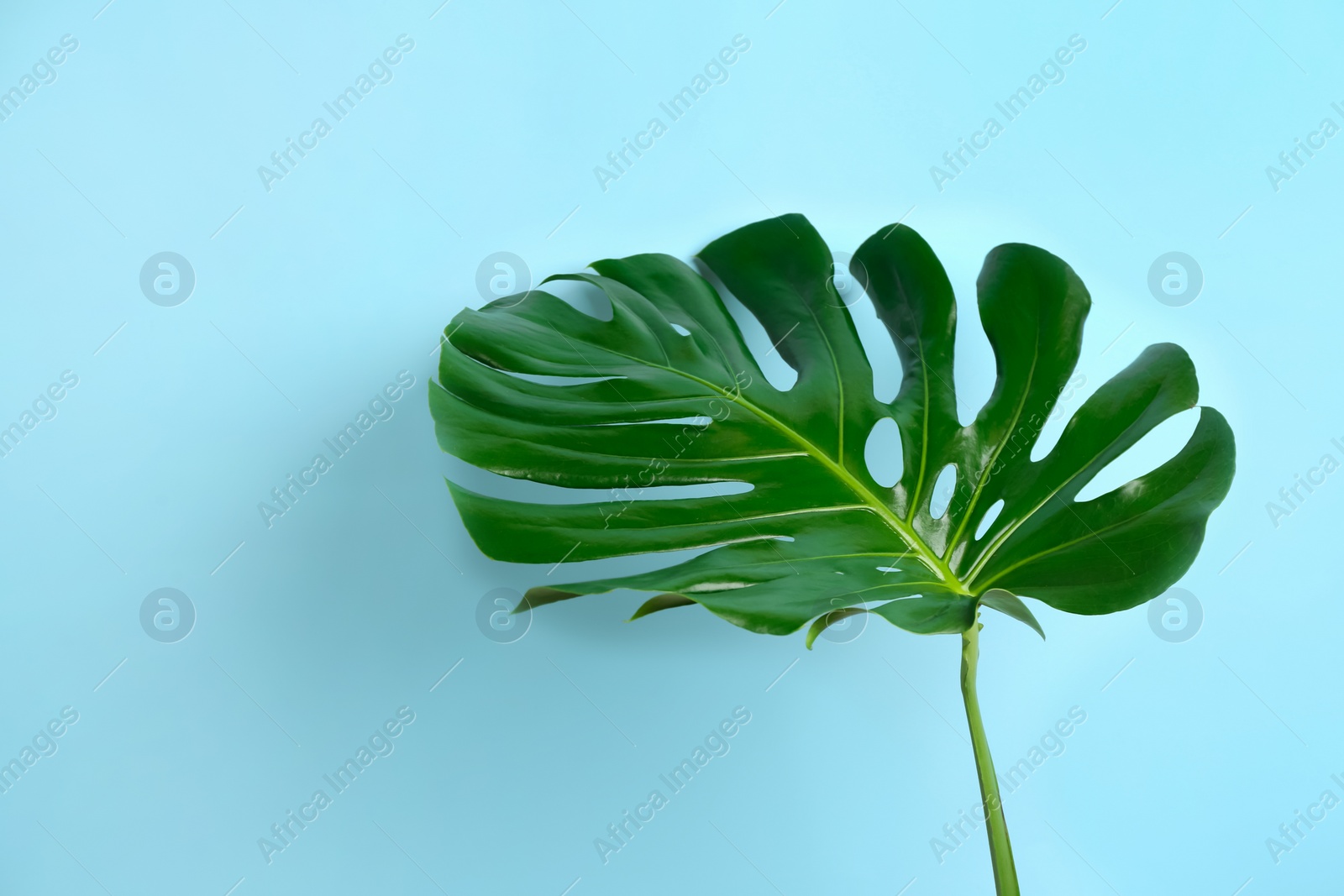 Photo of Beautiful monstera leaf on light blue background. Tropical plant