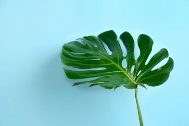 Beautiful monstera leaf on light blue background. Tropical plant