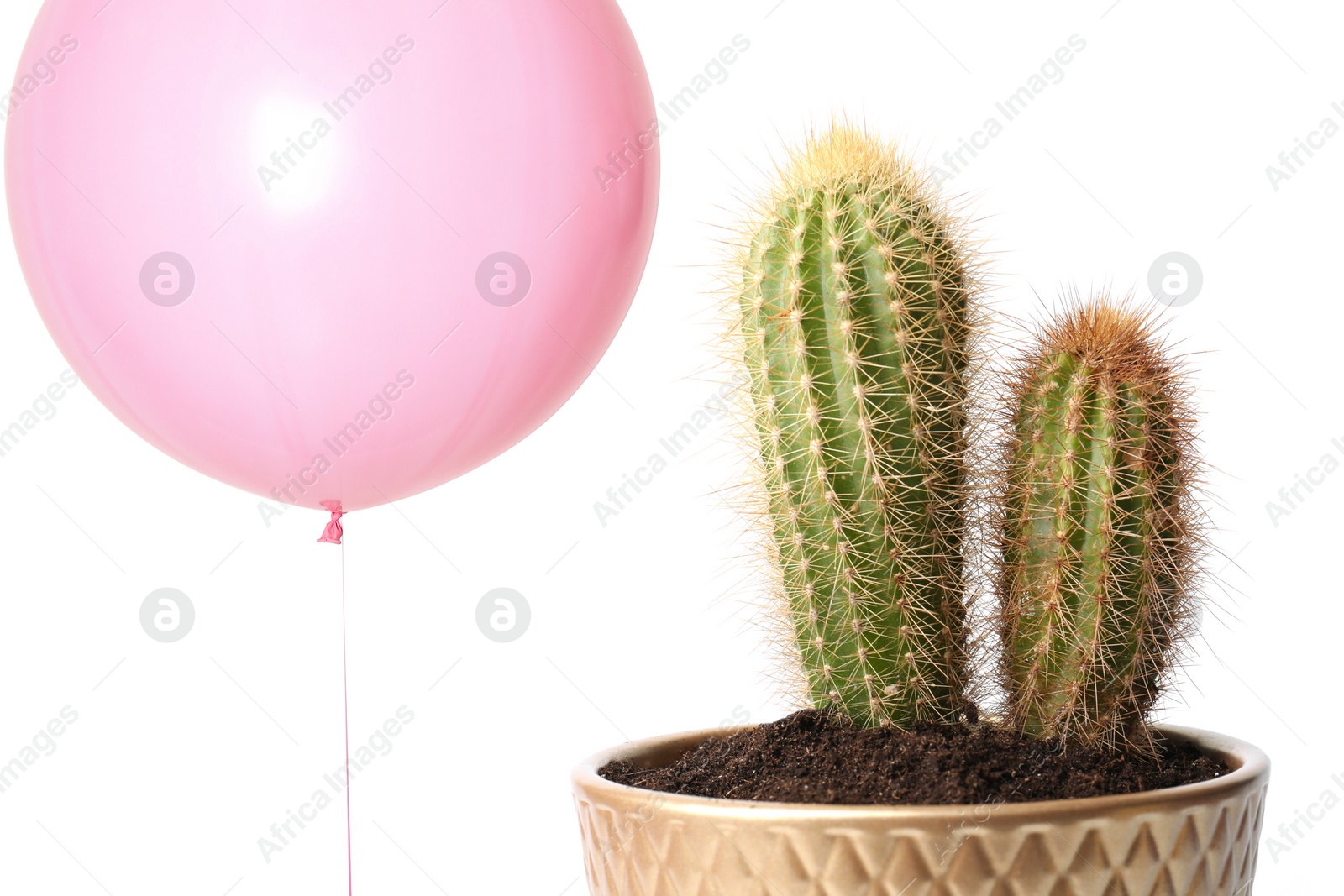Image of Pink balloon near cacti on white background