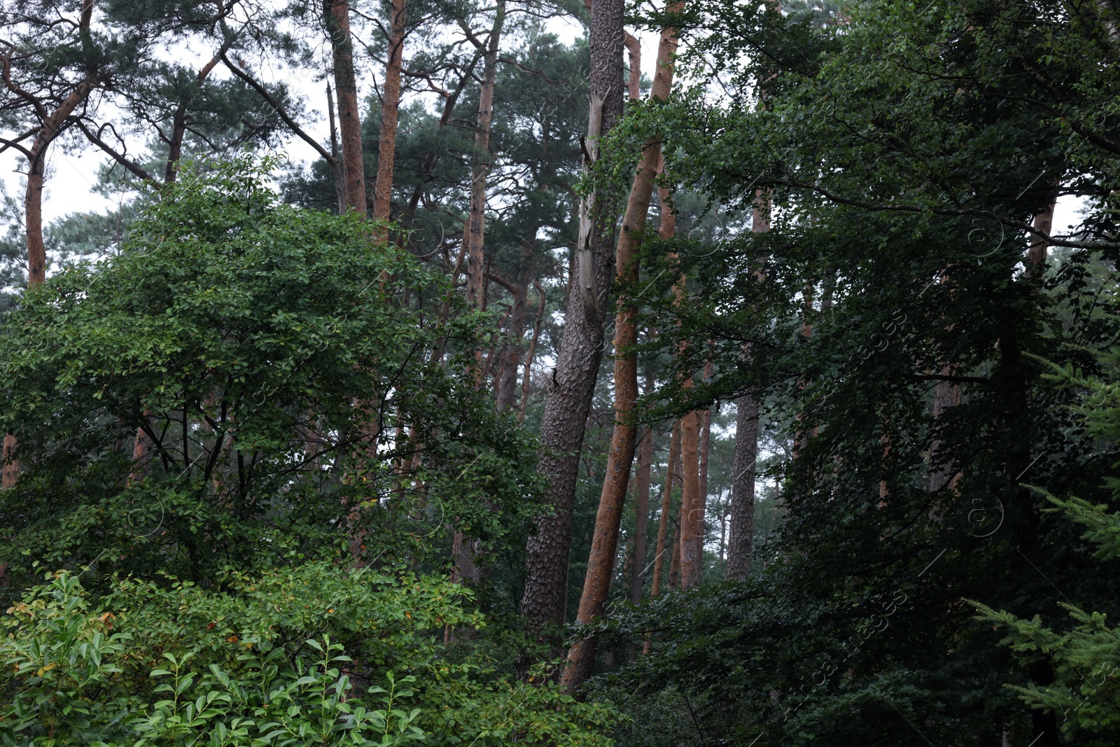 Photo of Many beautiful green trees and bushes outdoors. Landscape design