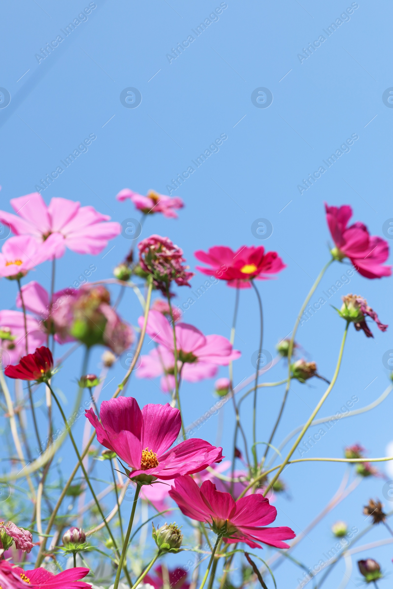Photo of Beautiful cosmos flowers against blue sky. Meadow plant