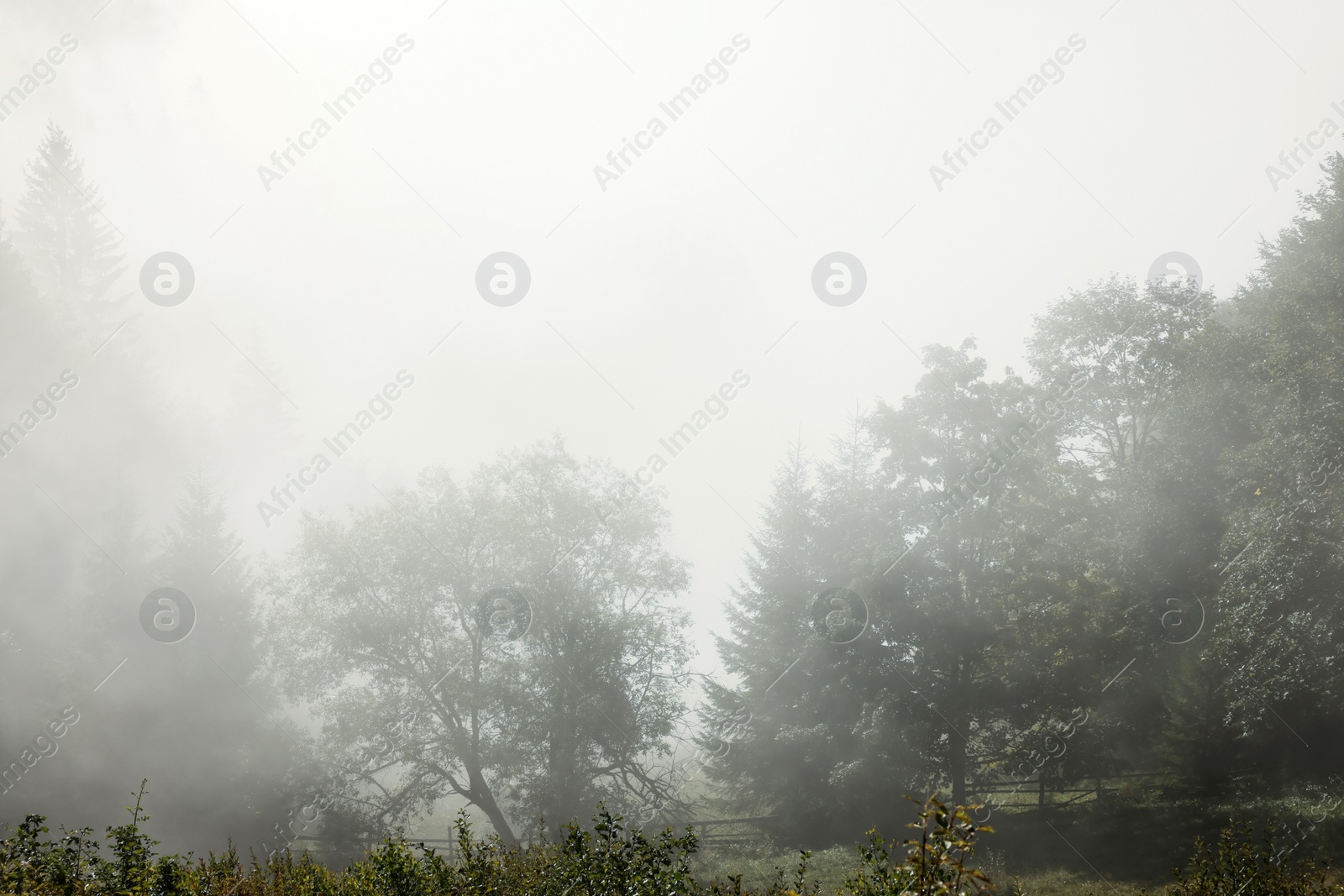 Photo of Picturesque view foggy forest in mountains on morning