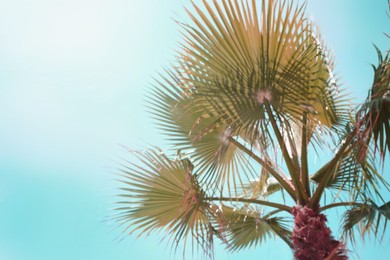 Blurred view of beautiful palm tree on sunny day. Stylized color toning