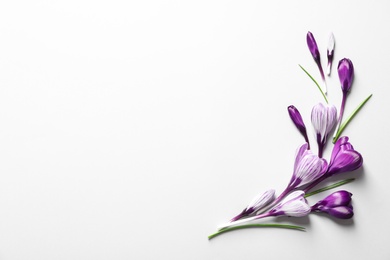 Photo of Flat lay composition with spring crocus flowers on white background, space for text