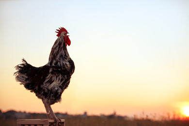 Photo of Big domestic rooster on wooden stand at sunrise, space for text. Morning time