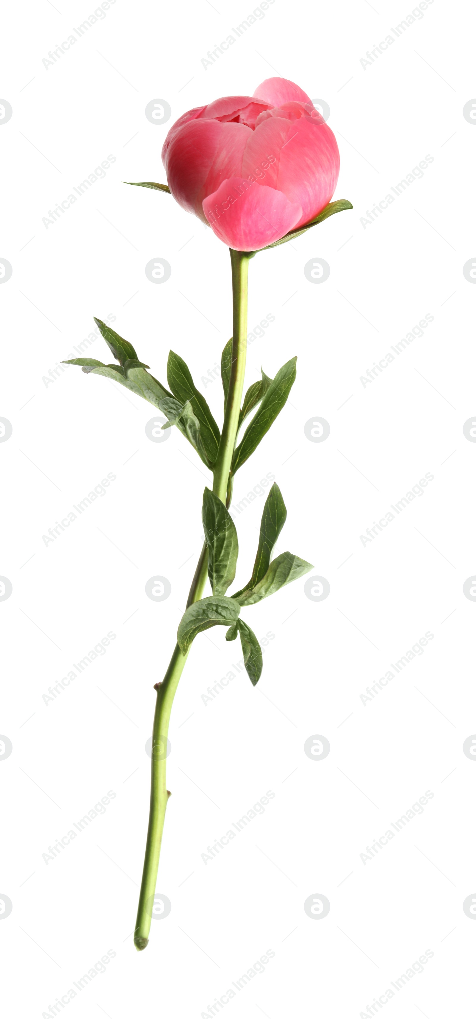 Photo of Beautiful pink peony bud isolated on white