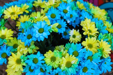 Photo of Beautiful chrysanthemum plant with yellow and light blue flowers as background, closeup