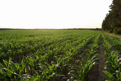 Photo of Beautiful agricultural field with green corn plants on sunny day