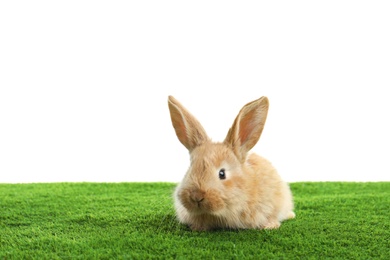 Adorable furry Easter bunny on green grass against white background, space for text