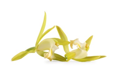 Yellow vanilla orchid flowers isolated on white