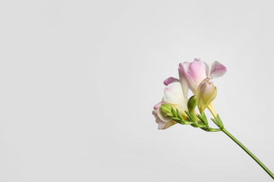 Photo of Beautiful blooming pink freesia on light background. Space for text