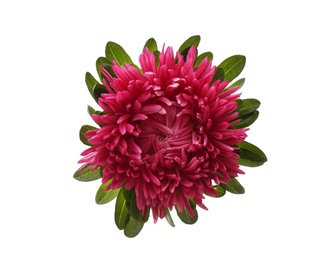 Beautiful pink aster isolated on white, top view.  Autumn flower