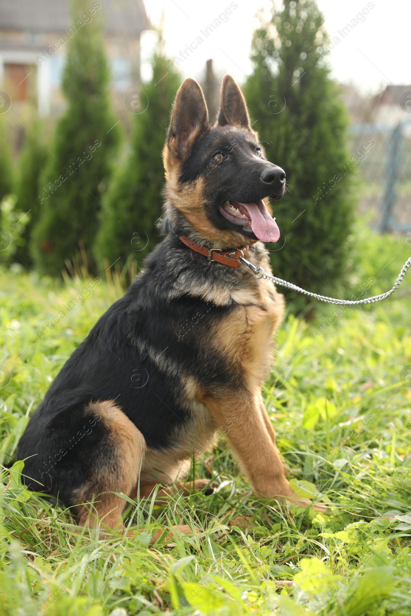 Photo of Cute German shepherd puppy on green grass outdoors