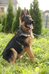 Cute German shepherd puppy on green grass outdoors