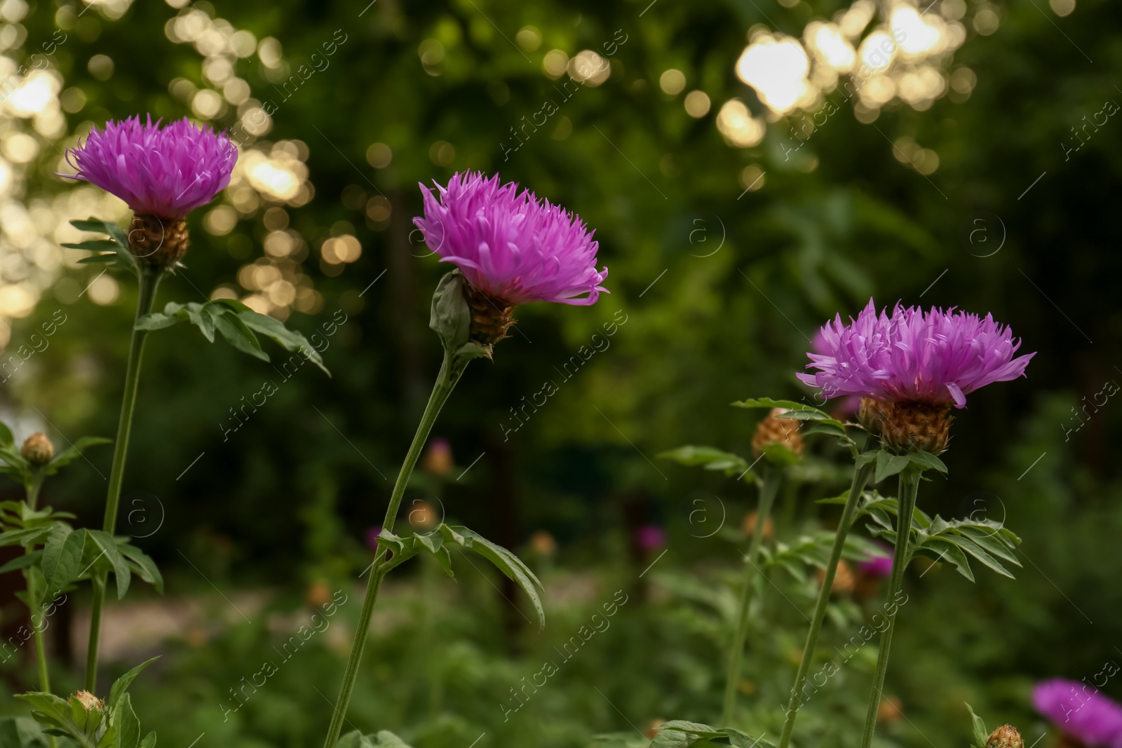 Photo of Beautiful blooming purple cornflowers growing outdoors, closeup