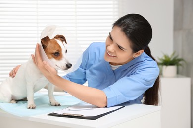 Photo of Veterinarian and cute Jack Russell Terrier dog wearing medical plastic collar in clinic