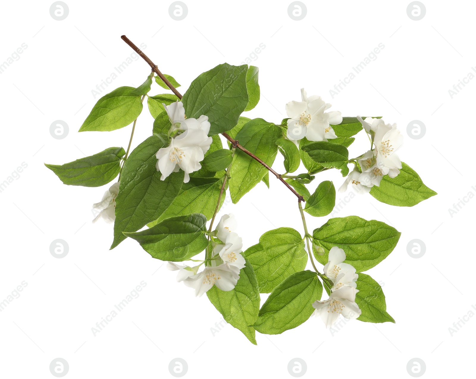 Photo of Branch of beautiful jasmine plant on white background