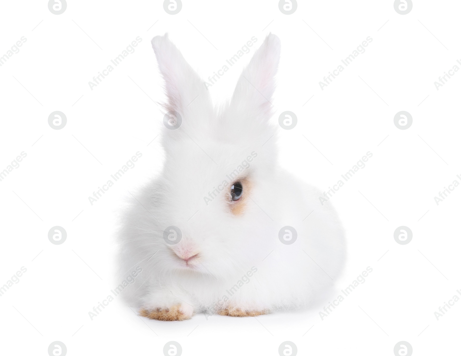 Photo of Fluffy rabbit on white background. Cute pet