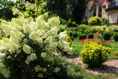 Photo of Beautiful hydrangea with blooming white flowers growing in garden, space for text