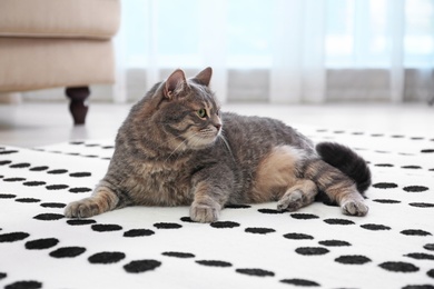 Photo of Cute gray tabby cat on carpet indoors. Lovely pet