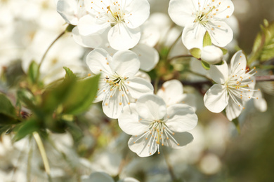 Photo of Blossoming cherry tree, closeup