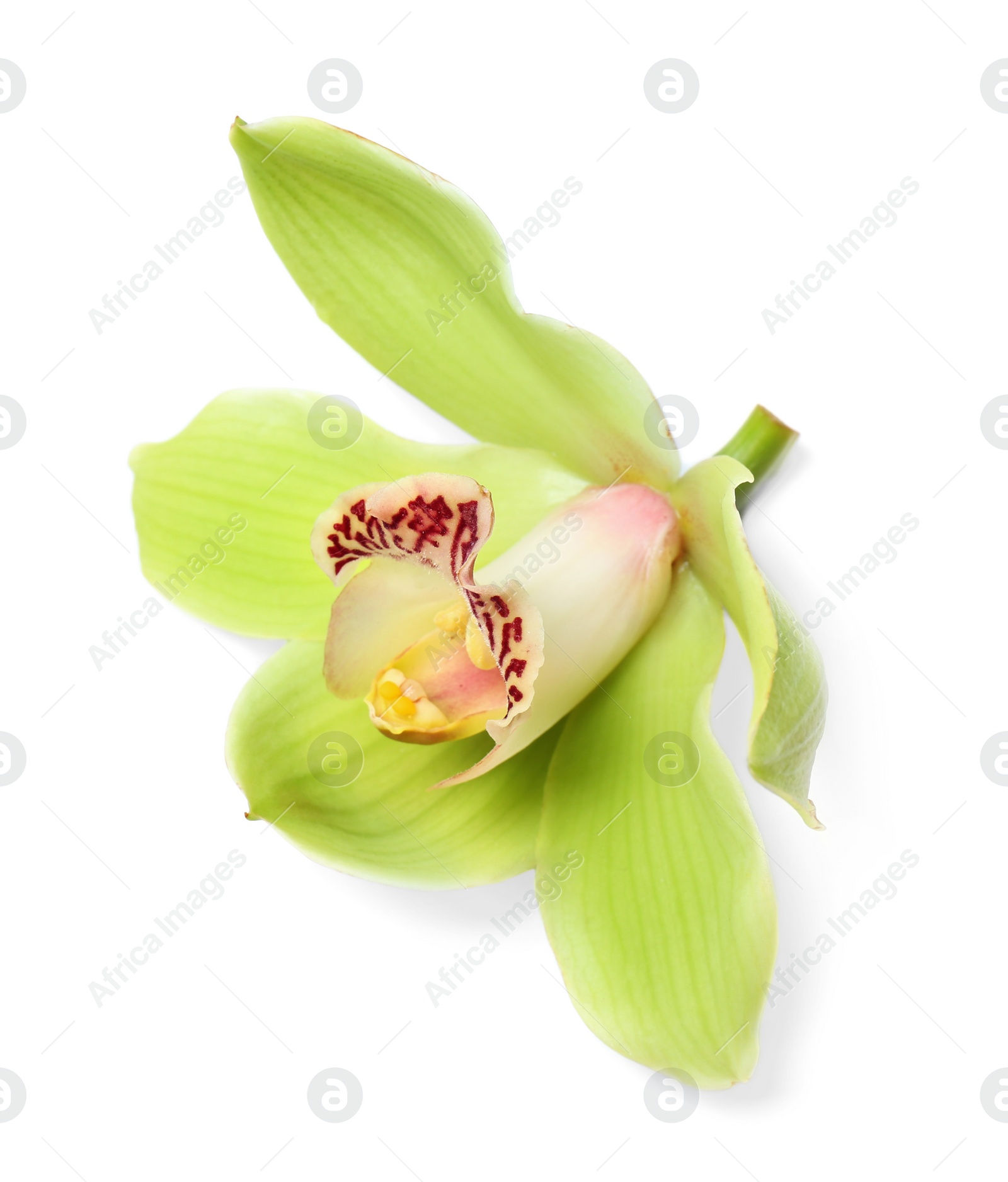 Photo of Beautiful tropical orchid flower on white background