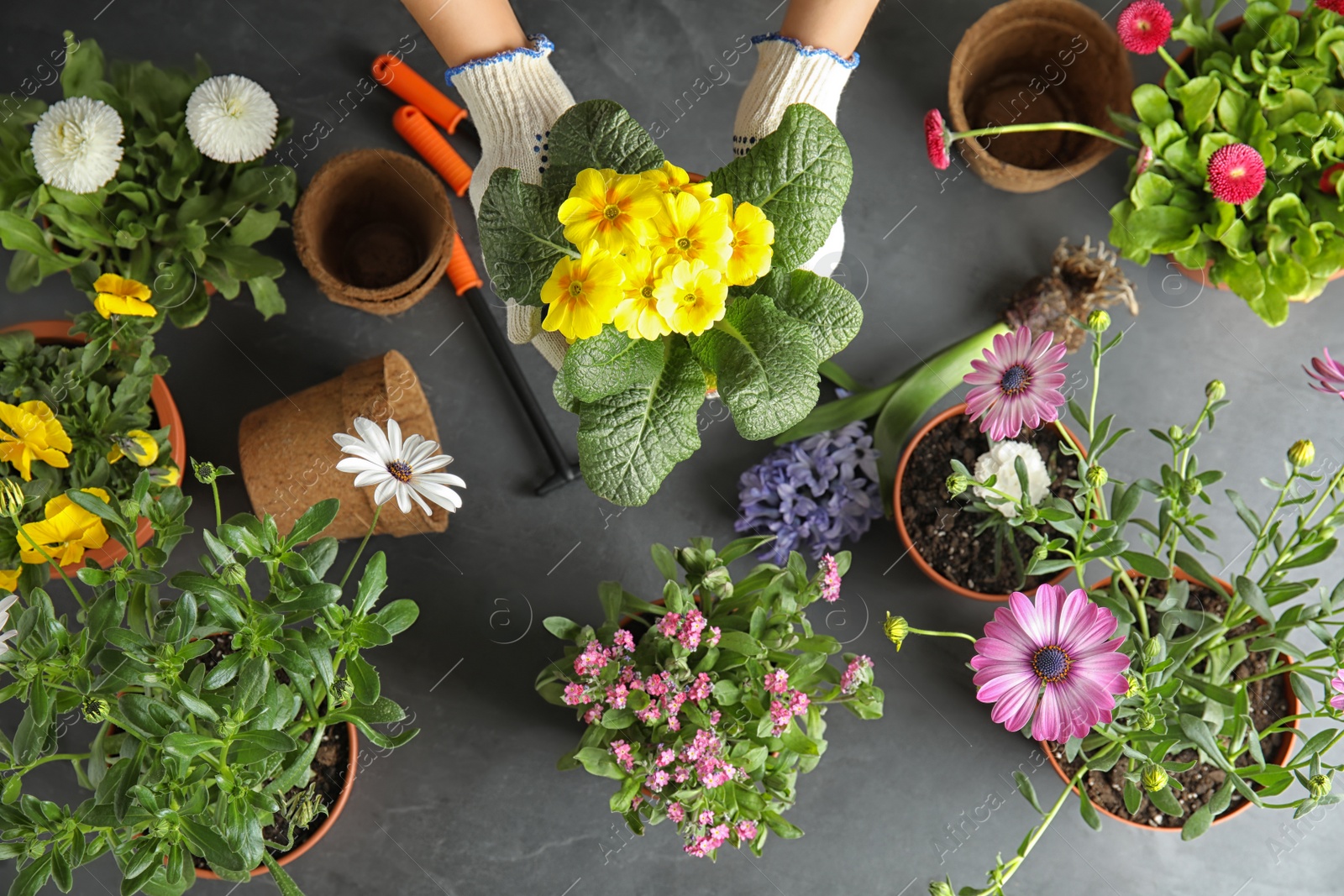 Photo of Woman taking care of flowers indoors, top view. Home gardening