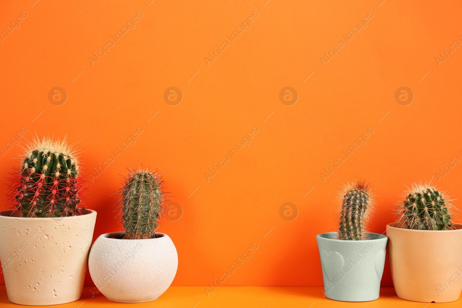 Photo of Beautiful cactuses on orange background. Space for text