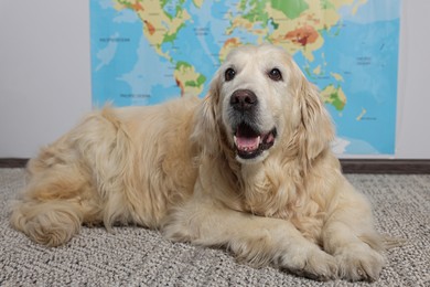 Photo of Cute golden retriever lying on floor near world map indoors. Travelling with pet