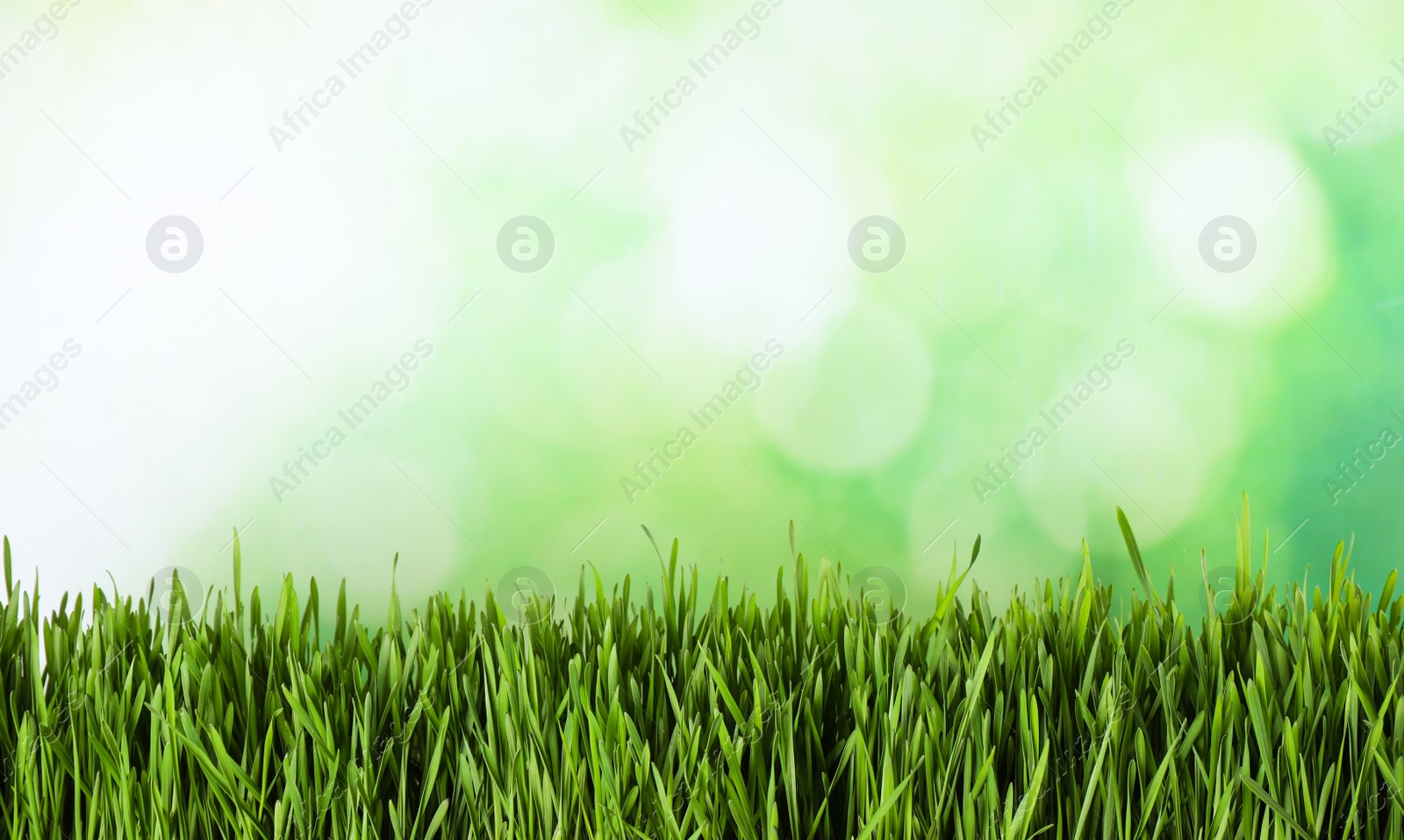 Photo of Fresh spring grass on blurred background, space for text