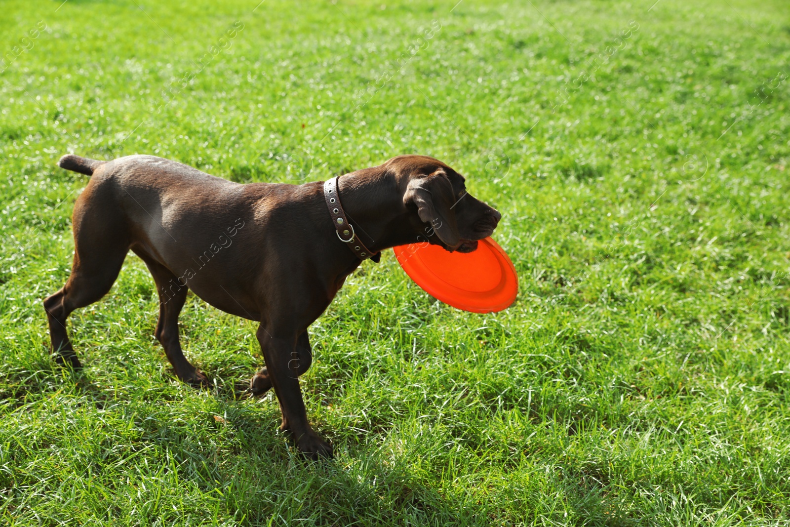 Photo of Cute German Shorthaired Pointer dog playing with flying disk in park