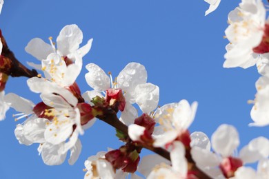 Beautiful cherry tree blossoms with dew drops outdoors on spring day, closeup