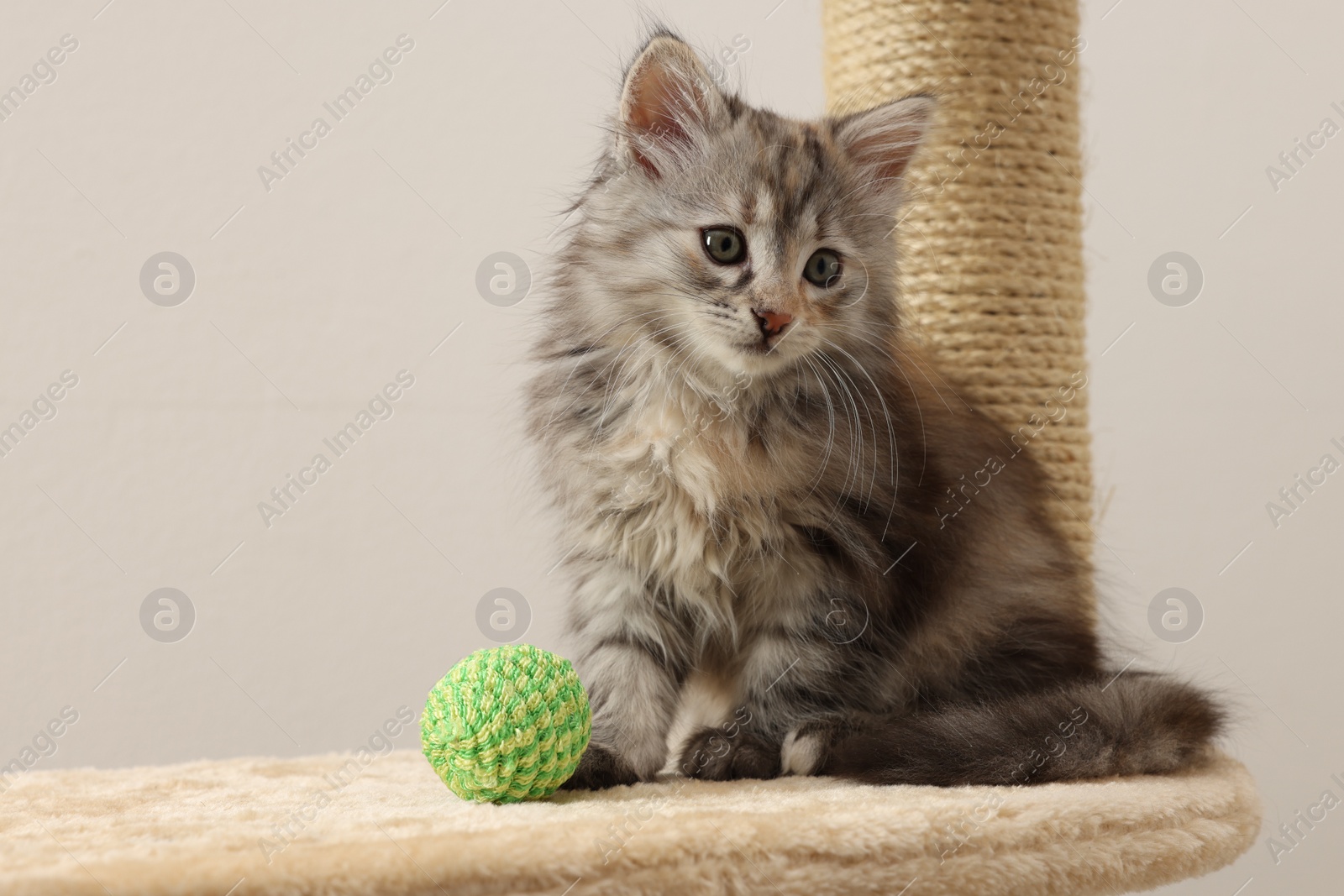 Photo of Cute fluffy kitten with ball on cat tree against light background