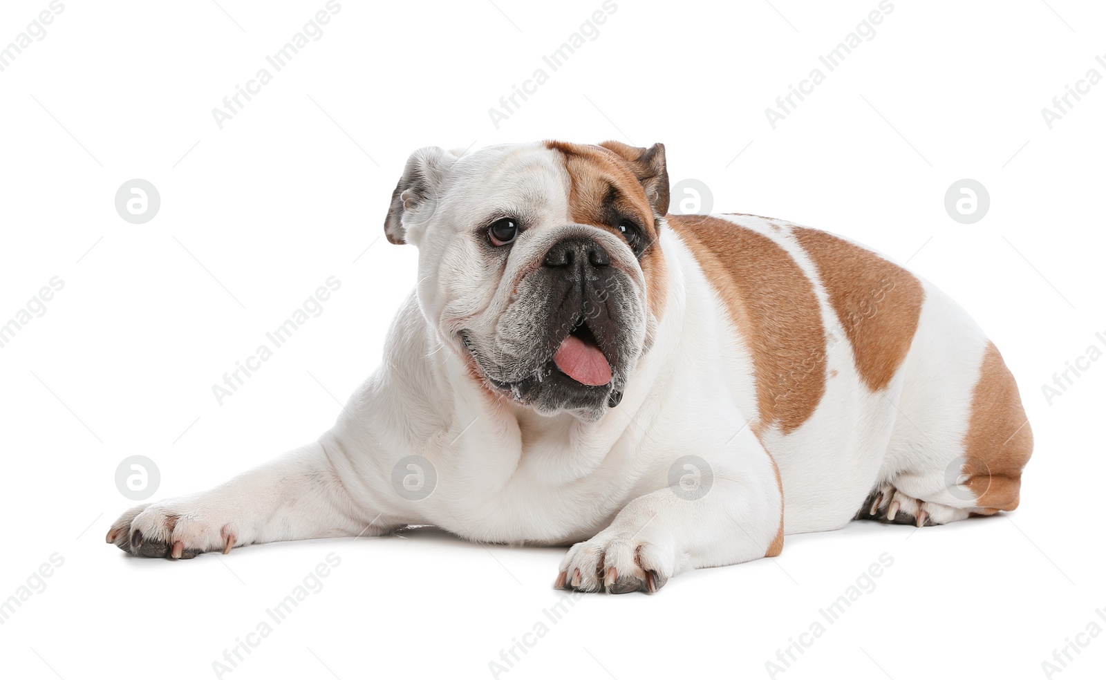 Photo of Adorable funny English bulldog on white background