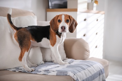 Photo of Cute Beagle puppy on sofa at home. Adorable pet
