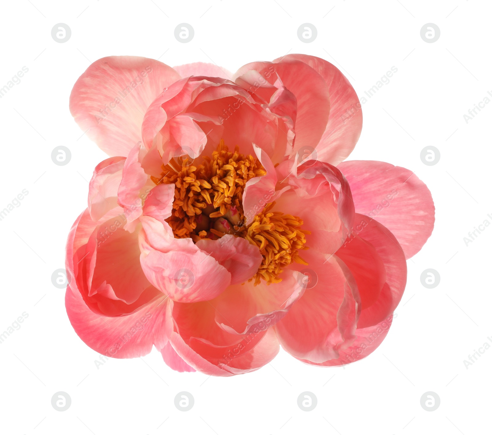 Photo of Beautiful blooming pink peony isolated on white